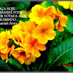 leis