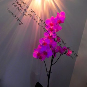 luzes